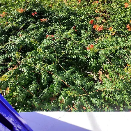 度假居 Anticlea I